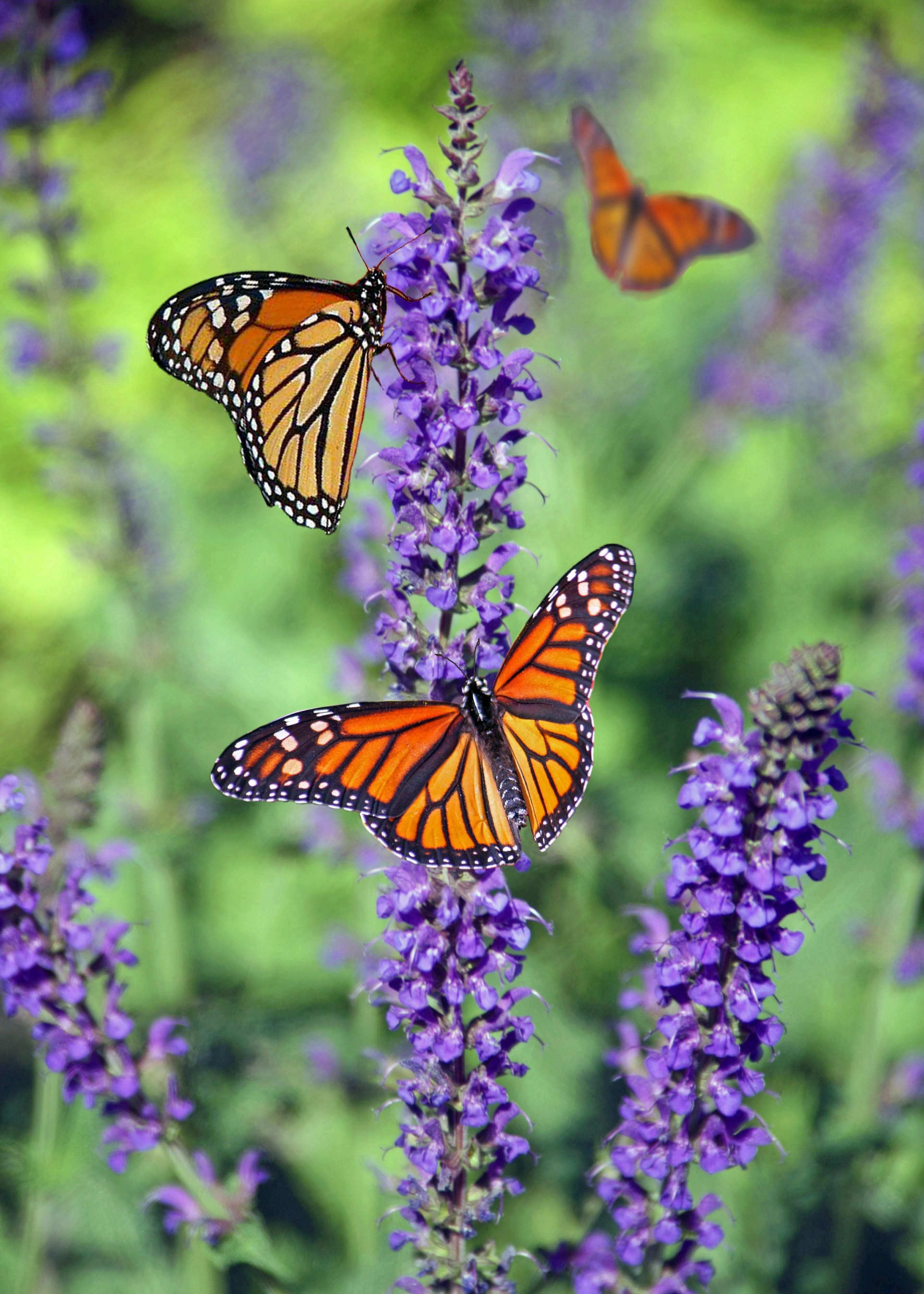 Lavandula