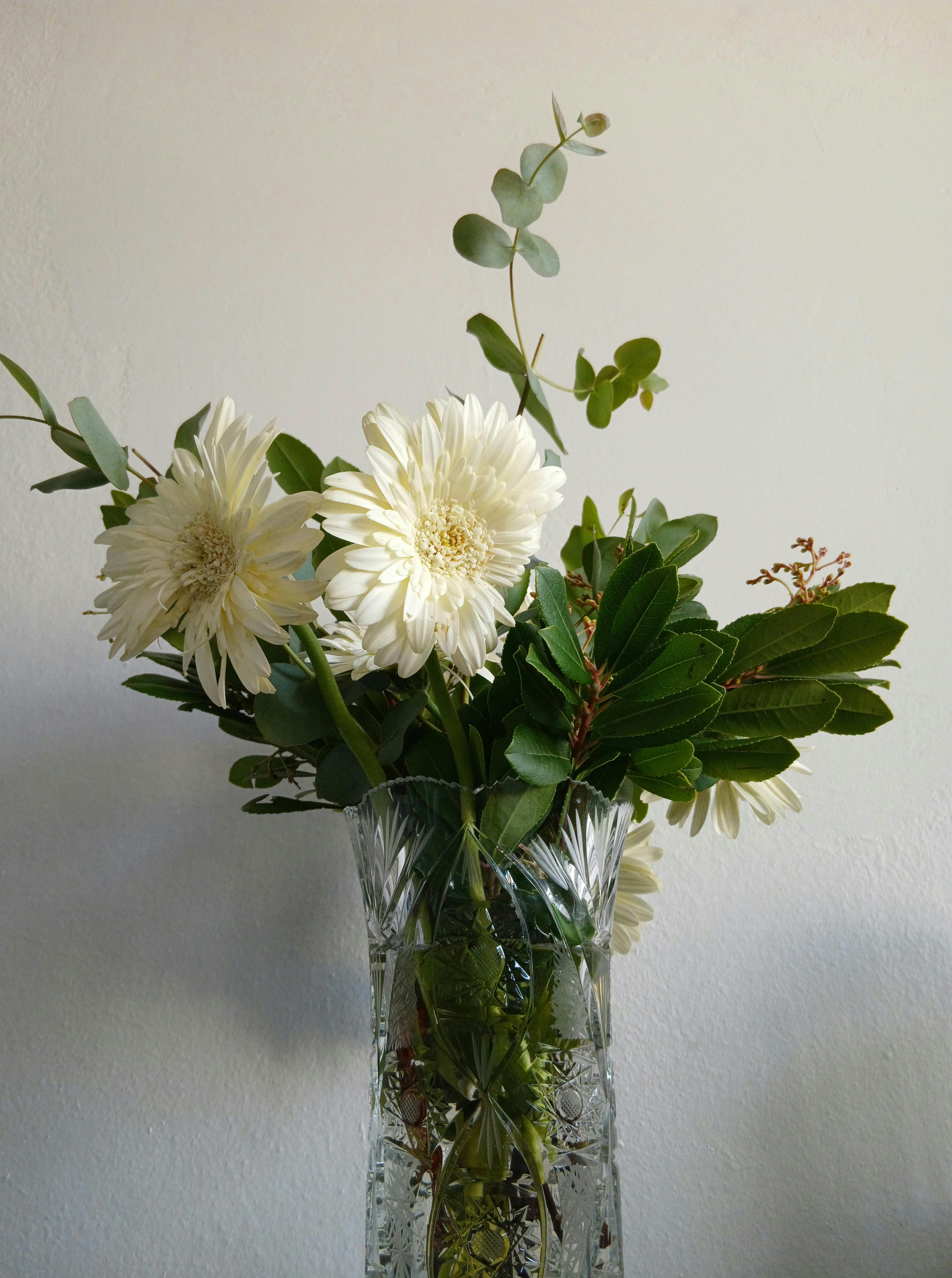Gerbera jamesonii