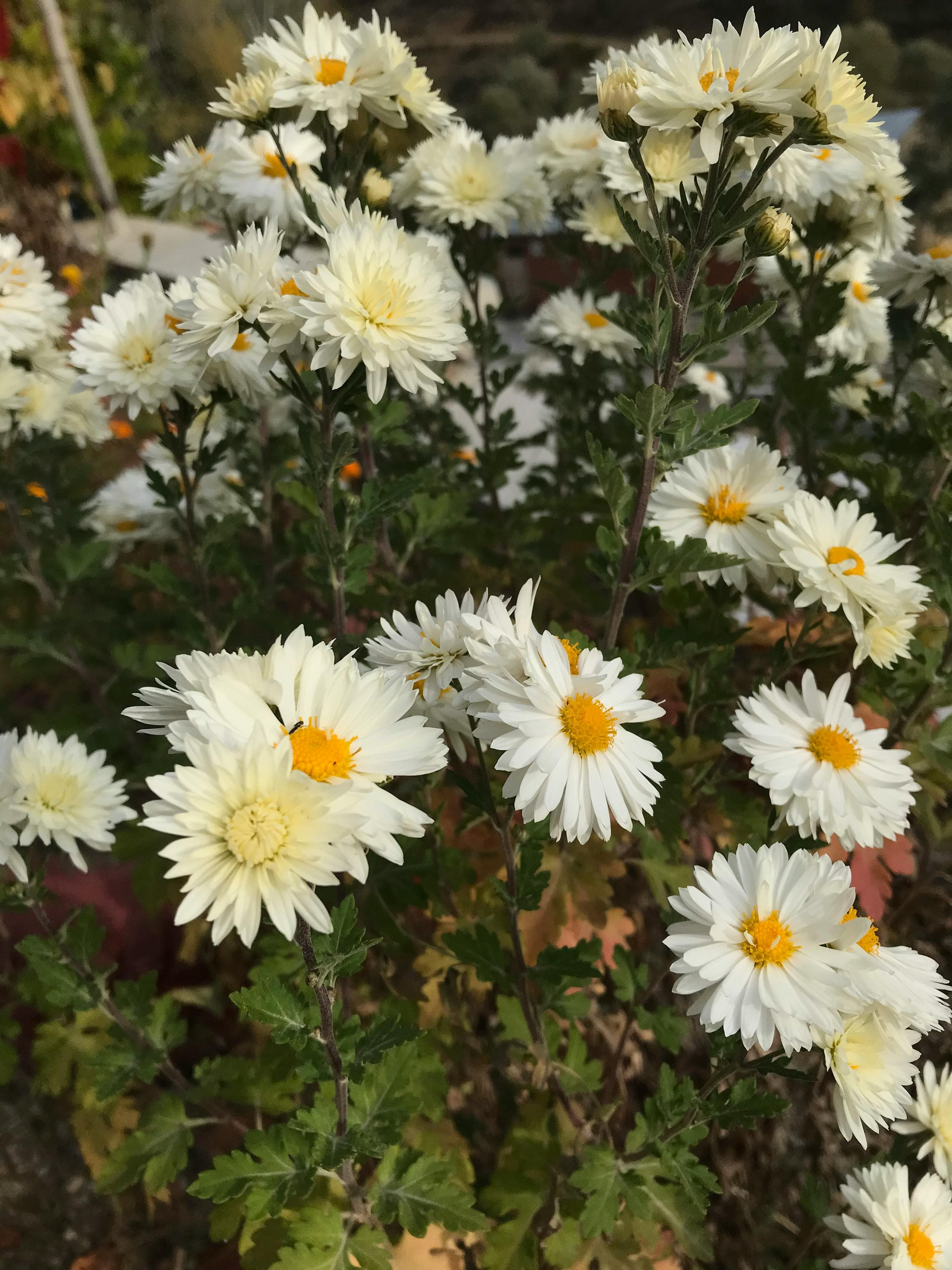 Chrysanthemum morifolium