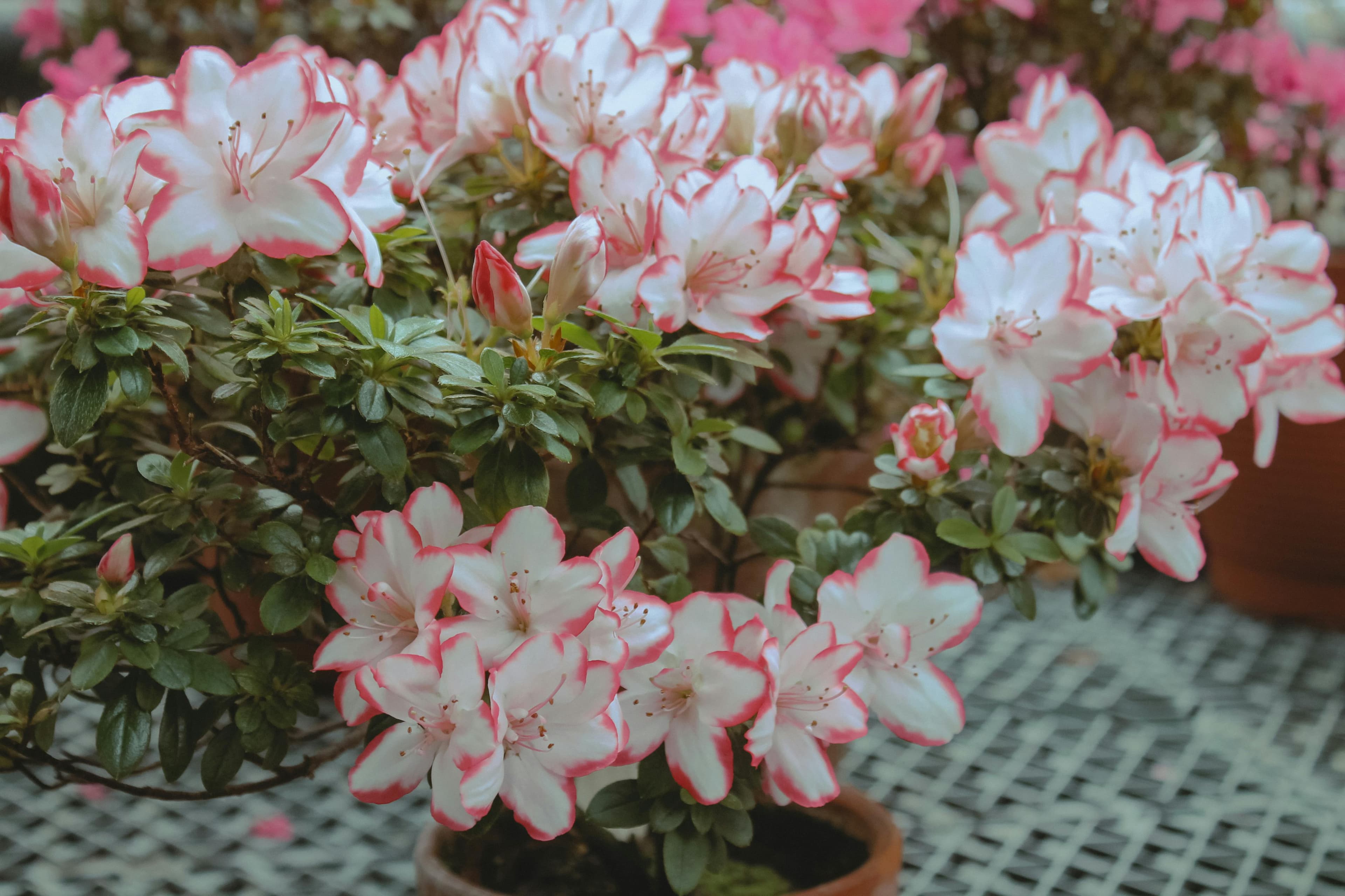 Rhododendron simsii